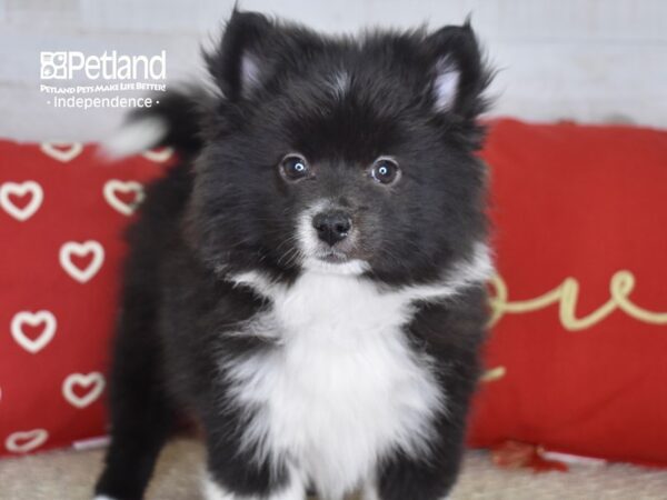 Pomsky 2nd Gen DOG Female Black & White 4743 Petland Independence, Missouri