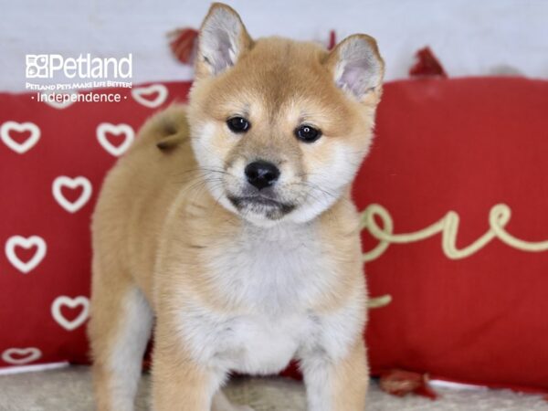Shiba Inu-DOG-Male-Red Sesame-4775-Petland Independence & Lee's Summit, MO