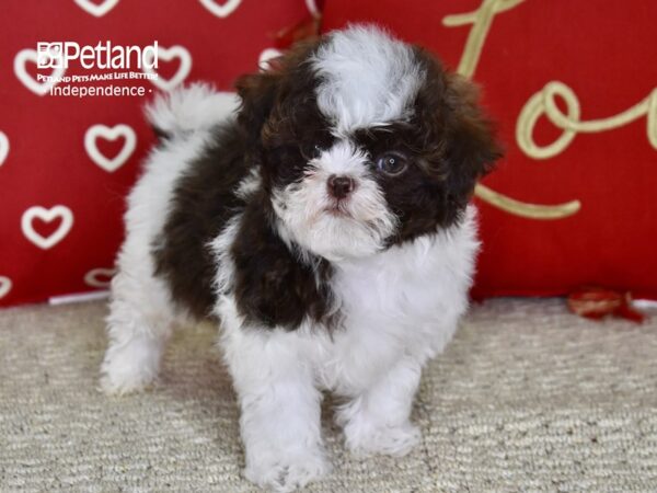 Shih Poo DOG Male Chocolate & White 4771 Petland Independence, Missouri