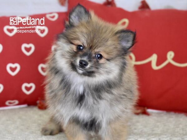 Pomeranian DOG Female Orange Sable 4770 Petland Independence, Missouri