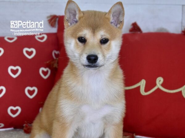 Shiba Inu-DOG-Female-Red Sesame-4772-Petland Independence, Missouri