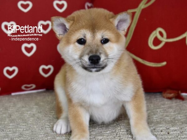 Shiba Inu-DOG-Female-Red Sesame-4773-Petland Independence, Missouri