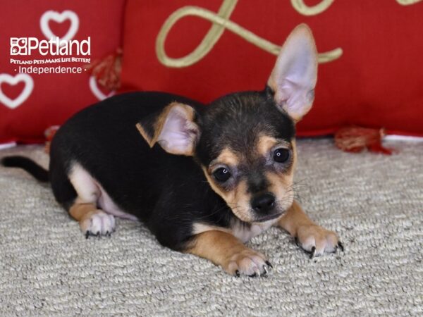 Chihuahua DOG Male Black & Tan 4807 Petland Independence, Missouri