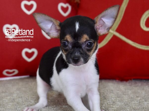 Chihuahua DOG Female Tri 4806 Petland Independence, Missouri