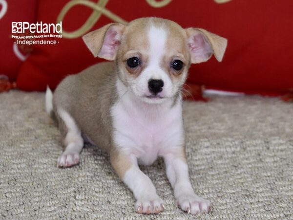 Chihuahua-DOG-Female-Fawn & White-4805-Petland Independence, Missouri