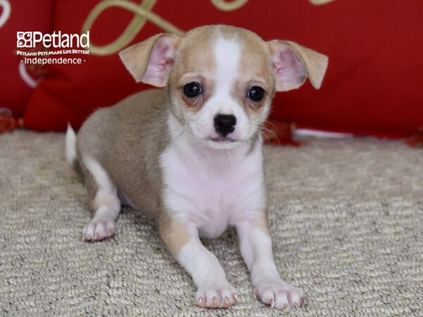 Chihuahua DOG Female Fawn & White 4805 Petland Independence, Missouri