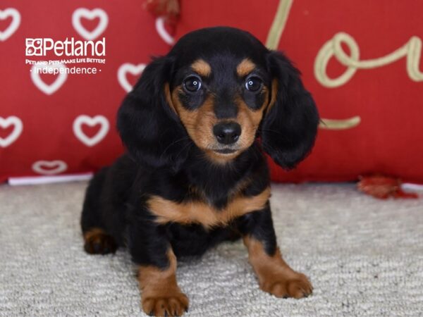 Dachshund-DOG-Female-Black & Tan-4799-Petland Independence, Missouri