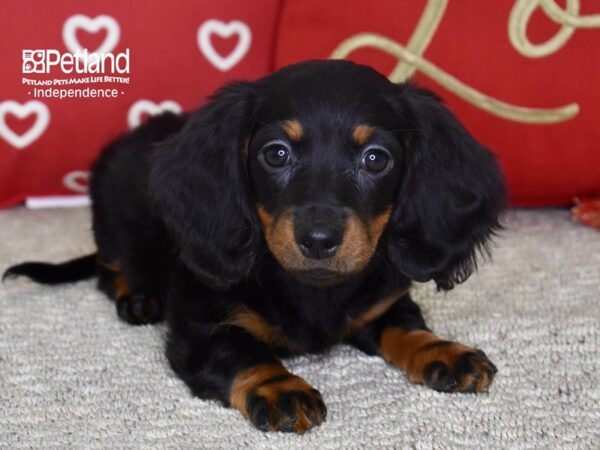 Dachshund DOG Male Black & Tan 4798 Petland Independence, Missouri