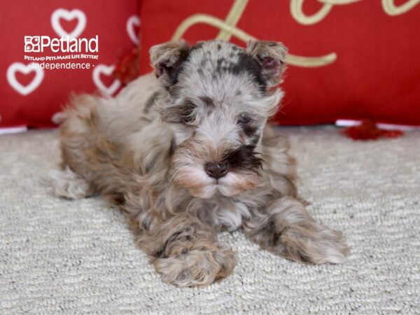 Miniature Schnauzer-DOG-Female-Chocolate Merle-4797-Petland Independence, Missouri