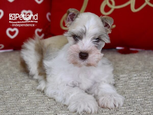 Miniature Schnauzer-DOG-Female-White w/ Brown Nose Parti-4796-Petland Independence, Missouri