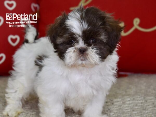 Shih Tzu-DOG-Female-Chocolate & White-4794-Petland Independence & Lee's Summit, MO