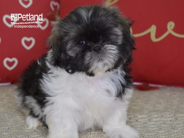 Shih Tzu DOG Female Sable & White 4795 Petland Independence, Missouri