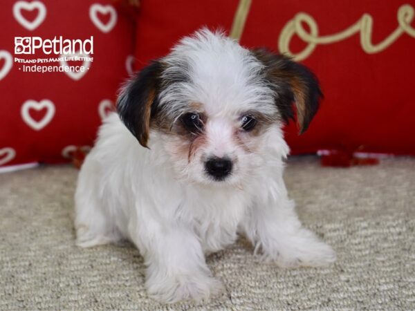 Yorkshire Terrier-DOG-Female-Parti-4793-Petland Independence, Missouri