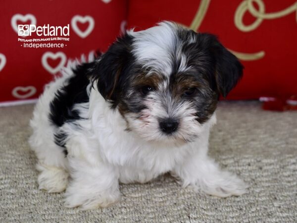 Yorkshire Terrier-DOG-Male-Parti-4791-Petland Independence & Lee's Summit, MO