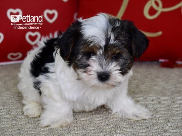 Yorkshire Terrier-DOG-Male-Parti-4791-Petland Independence, Missouri