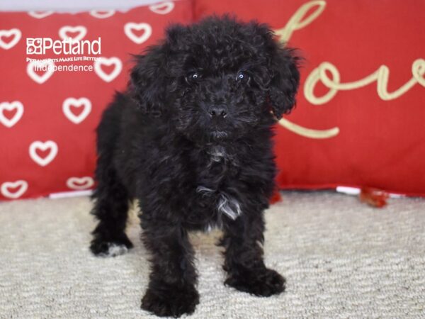 Yorkiepoo DOG Male Black 4780 Petland Independence, Missouri