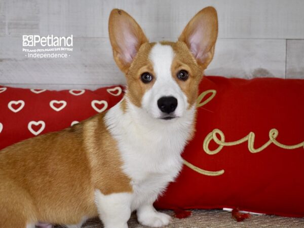 Pembroke Welsh Corgi DOG Male Sable White Markings 4779 Petland Independence, Missouri