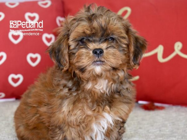 Shih Poo-DOG-Male-Sable-4800-Petland Independence, Missouri