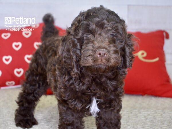 Cockapoo DOG Male Chocolate 4786 Petland Independence, Missouri