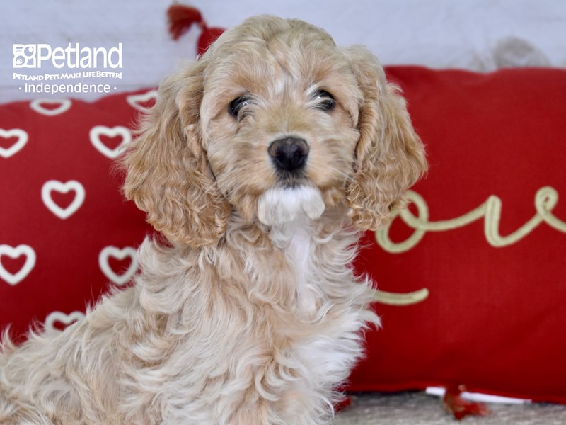 Buff colored hot sale cockapoo