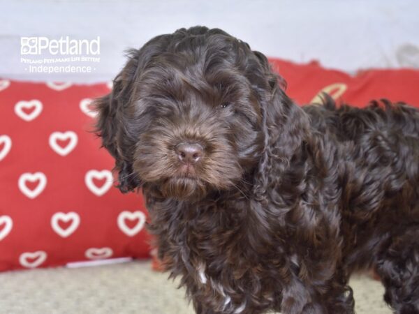 Cockapoo DOG Male Chocolate 4787 Petland Independence, Missouri