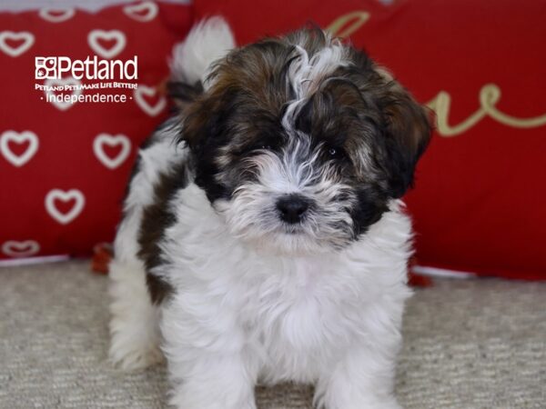 Shih Tzu DOG Male Brindle and White 4783 Petland Independence, Missouri