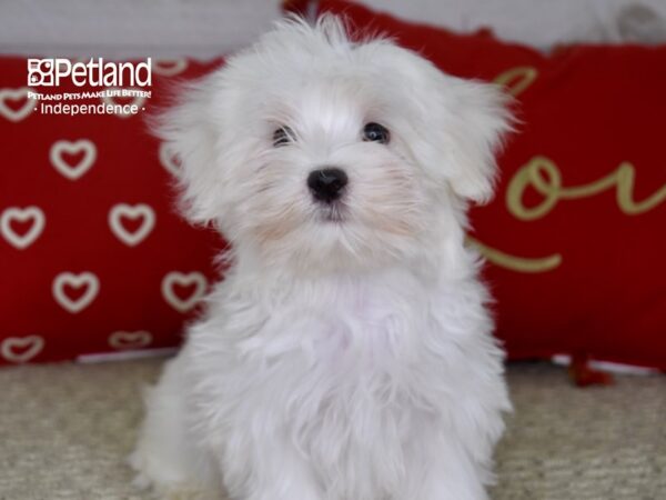 Maltese DOG Male White 4764 Petland Independence, Missouri