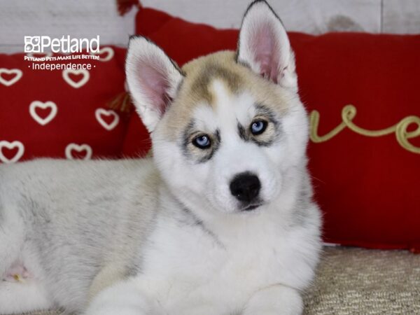 Siberian Husky DOG Male Silver & White 4790 Petland Independence, Missouri