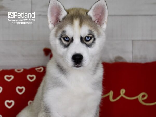 Siberian Husky DOG Male Silver & White 4789 Petland Independence, Missouri