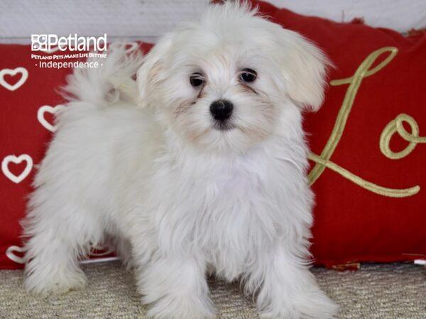 Maltese DOG Male White 4763 Petland Independence, Missouri