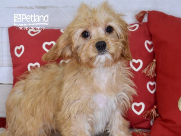 Cavapoo-DOG-Female-Red-4676-Petland Independence, Missouri