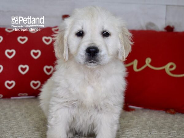 Golden Retriever DOG Female Light Golden 4817 Petland Independence, Missouri