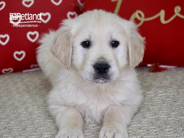 Golden Retriever DOG Male Light Golden 4816 Petland Independence, Missouri