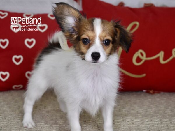 Papillon DOG Female Red & White 4813 Petland Independence, Missouri