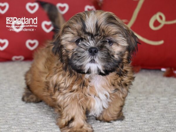 Shih Tzu DOG Female Dark Gold w/ Black Mask 4812 Petland Independence, Missouri