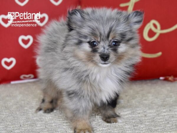 Pomeranian-DOG-Female-Merle-4808-Petland Independence, Missouri