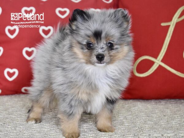 Pomeranian DOG Female Merle 4809 Petland Independence, Missouri