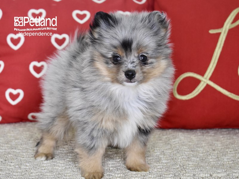 Pomeranian-DOG-Female-Merle-3477812-Petland Independence, Missouri