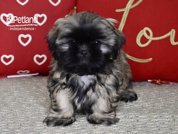 Shih Tzu-DOG-Male-Brindle, Black Mask-4815-Petland Independence, Missouri