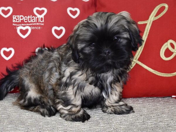 Shih Tzu-DOG-Male-Brindle, Black Mask-4814-Petland Independence, Missouri