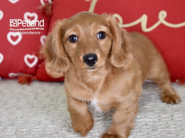 Dachshund-DOG-Female-Red-4826-Petland Independence, Missouri