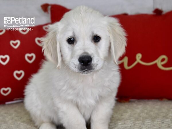 Golden Retriever DOG Male Light Golden 4818 Petland Independence, Missouri