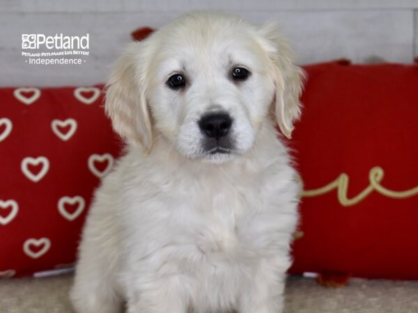 Golden Retriever DOG Female Light Golden 4821 Petland Independence, Missouri