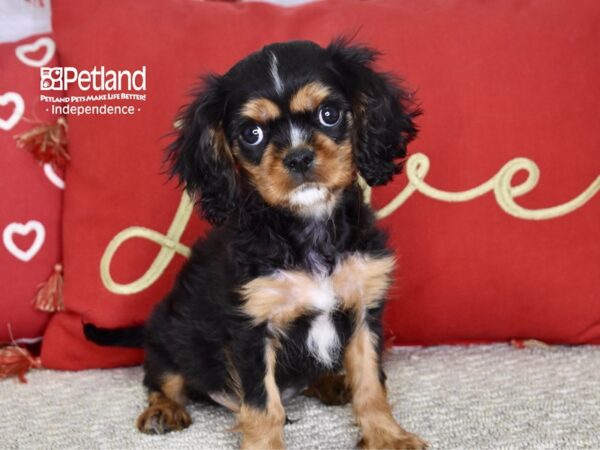 Cavalier King Charles Spaniel DOG Male Black & Tan 4803 Petland Independence, Missouri