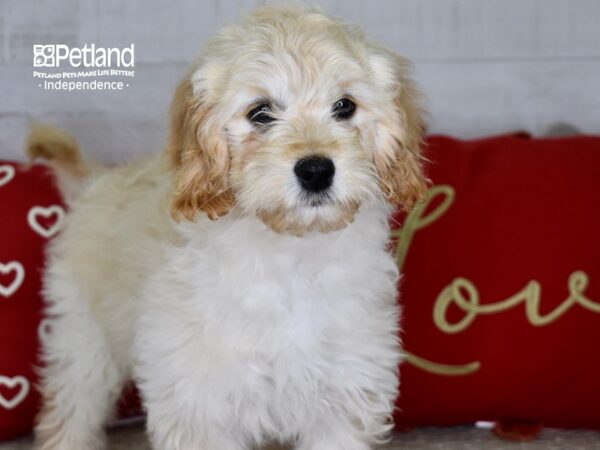 Miniature Goldendoodle 2nd Gen-DOG-Female-Golden-4825-Petland Independence & Lee's Summit, MO