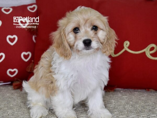 Cavachon-DOG-Female-Buff Parti-4824-Petland Independence & Lee's Summit, MO