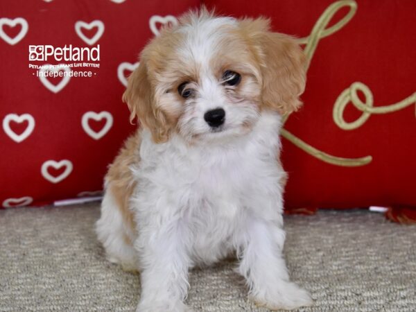 Cavachon-DOG-Female-Buff Parti-4823-Petland Independence & Lee's Summit, MO