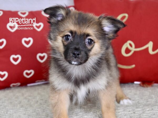 MINI AUSSIE POM DOG Female Red and Apricot 4781 Petland Independence, Missouri