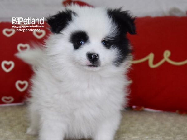 Pomeranian-DOG-Male-Black & White-4827-Petland Independence, Missouri