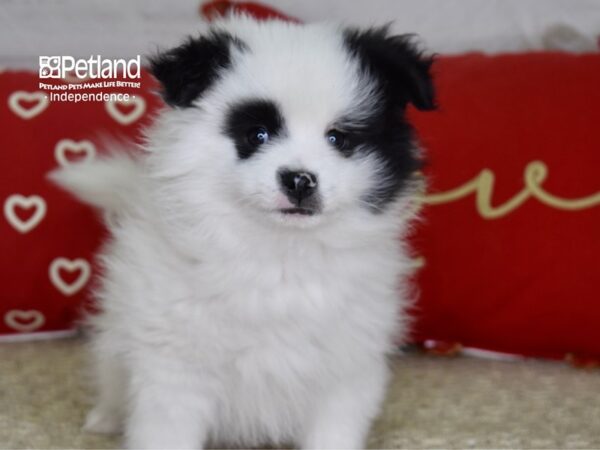 Pomeranian DOG Male Black & White 4827 Petland Independence, Missouri